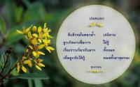 การ์ดธรรมะ